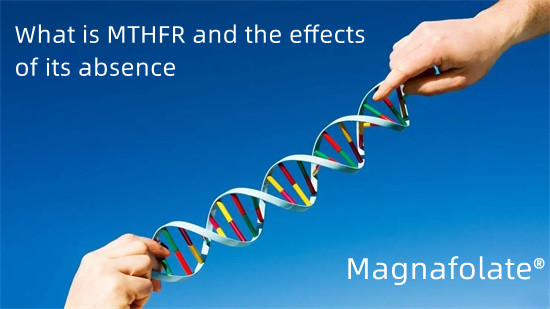 MTHFR とは何か、および MTHFR が存在しない場合の影響