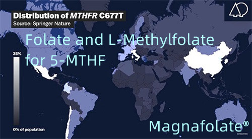 5-MTHFの葉酸塩とL-メチル葉酸塩