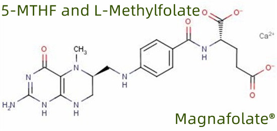 5-MTHFおよびL-メチル葉酸