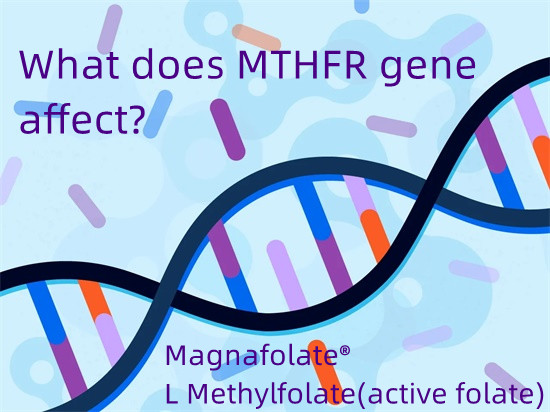 MTHFR遺伝子はどのような影響を与えるのでしょうか?