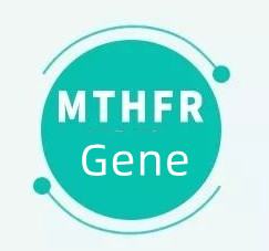 MTHFR遺伝子がある場合、それは何を意味しますか?