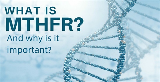 MTHFR とは何ですか、なぜ重要ですか