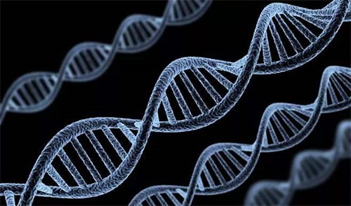 葉酸代謝酵素の遺伝子型の異常が葉酸代謝障害の主な原因である